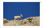 Bighorn Sheep by Anonymous