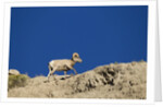 Bighorn Sheep by Anonymous