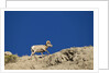 Bighorn Sheep by Anonymous