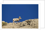 Bighorn Sheep by Anonymous