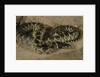 Desert King snake by Anonymous