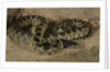 Desert King snake by Anonymous