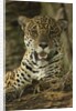 Jaguar by Anonymous