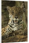Jaguar by Anonymous