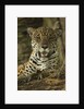 Jaguar by Anonymous