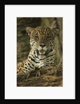 Jaguar by Anonymous