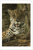 Jaguar by Anonymous