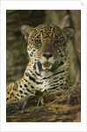 Jaguar by Anonymous