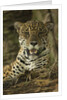 Jaguar by Anonymous