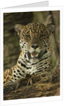 Jaguar by Anonymous