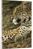 Jaguar Profile by Anonymous
