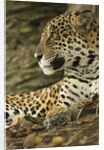 Jaguar Profile by Anonymous