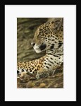 Jaguar Profile by Anonymous