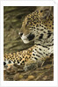 Jaguar Profile by Anonymous