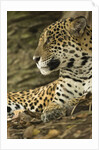 Jaguar Profile by Anonymous