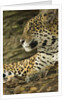 Jaguar Profile by Anonymous