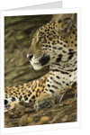 Jaguar Profile by Anonymous