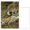 Jaguar Profile by Anonymous