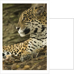 Jaguar Profile by Anonymous