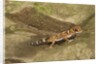 Thick-Tailed Gecko by Anonymous