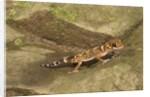 Thick-Tailed Gecko by Anonymous