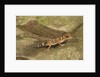 Thick-Tailed Gecko by Anonymous
