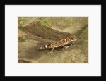 Thick-Tailed Gecko by Anonymous