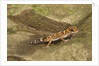 Thick-Tailed Gecko by Anonymous