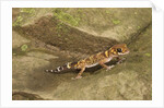 Thick-Tailed Gecko by Anonymous