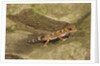 Thick-Tailed Gecko by Anonymous