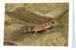 Thick-Tailed Gecko by Anonymous