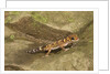 Thick-Tailed Gecko by Anonymous
