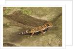 Thick-Tailed Gecko by Anonymous