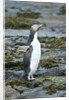 Megadyptes antipodes by Anonymous