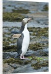 Megadyptes antipodes by Anonymous