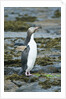 Megadyptes antipodes by Anonymous
