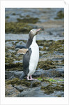 Megadyptes antipodes by Anonymous