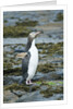 Megadyptes antipodes by Anonymous