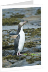 Megadyptes antipodes by Anonymous