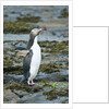 Megadyptes antipodes by Anonymous