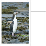 Megadyptes antipodes by Anonymous