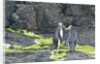 Megadyptes antipodes by Anonymous