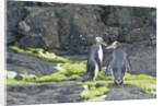 Megadyptes antipodes by Anonymous