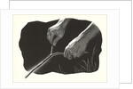 Dowsing Rod by Anonymous