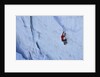 Ice climbing in the Bernes Oberland, Swiss Alps by Anonymous