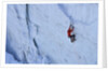 Ice climbing in the Bernes Oberland, Swiss Alps by Anonymous