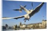 Seagulls over the city of Zurich, Switzerland by Anonymous
