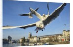 Seagulls over the city of Zurich, Switzerland by Anonymous