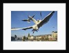 Seagulls over the city of Zurich, Switzerland by Anonymous