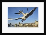 Seagulls over the city of Zurich, Switzerland by Anonymous